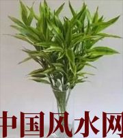 衢州十二生肖养什么植物最旺财运？你知道吗！